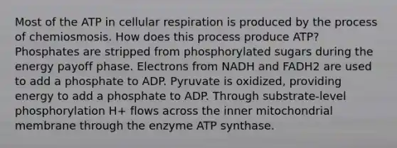 Most of the ATP in cellular respiration is produced by the process of chemiosmosis. How does this process produce ATP? Phosphates are stripped from phosphorylated sugars during the energy payoff phase. Electrons from NADH and FADH2 are used to add a phosphate to ADP. Pyruvate is oxidized, providing energy to add a phosphate to ADP. Through substrate-level phosphorylation H+ flows across the inner mitochondrial membrane through the enzyme ATP synthase.