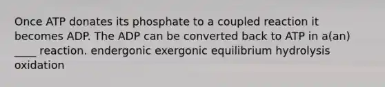 Once ATP donates its phosphate to a coupled reaction it becomes ADP. The ADP can be converted back to ATP in a(an) ____ reaction. endergonic exergonic equilibrium hydrolysis oxidation