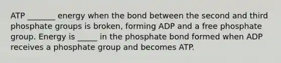 ATP _______ energy when the bond between the second and third phosphate groups is broken, forming ADP and a free phosphate group. Energy is _____ in the phosphate bond formed when ADP receives a phosphate group and becomes ATP.