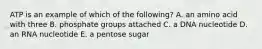 ATP is an example of which of the following? A. an amino acid with three B. phosphate groups attached C. a DNA nucleotide D. an RNA nucleotide E. a pentose sugar