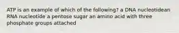 ATP is an example of which of the following? a DNA nucleotidean RNA nucleotide a pentose sugar an amino acid with three phosphate groups attached