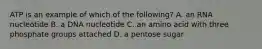 ATP is an example of which of the following? A. an RNA nucleotide B. a DNA nucleotide C. an amino acid with three phosphate groups attached D. a pentose sugar