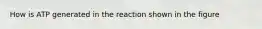 How is ATP generated in the reaction shown in the figure