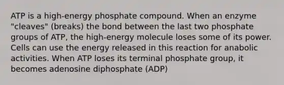 ATP is a high-energy phosphate compound. When an enzyme "cleaves" (breaks) the bond between the last two phosphate groups of ATP, the high-energy molecule loses some of its power. Cells can use the energy released in this reaction for anabolic activities. When ATP loses its terminal phosphate group, it becomes adenosine diphosphate (ADP)