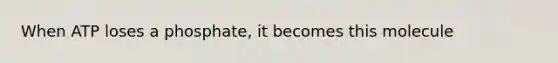 When ATP loses a phosphate, it becomes this molecule