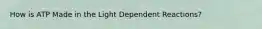How is ATP Made in the Light Dependent Reactions?
