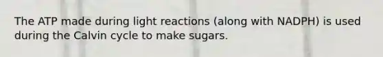 The ATP made during light reactions (along with NADPH) is used during the Calvin cycle to make sugars.