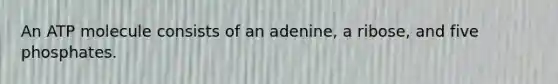 An ATP molecule consists of an adenine, a ribose, and five phosphates.