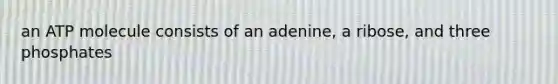 an ATP molecule consists of an adenine, a ribose, and three phosphates