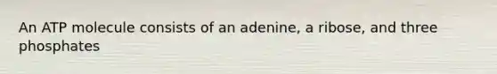 An ATP molecule consists of an adenine, a ribose, and three phosphates