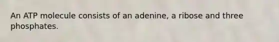 An ATP molecule consists of an adenine, a ribose and three phosphates.