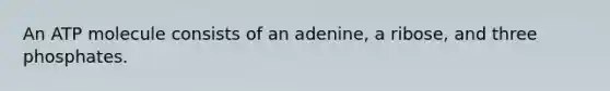 An ATP molecule consists of an adenine, a ribose, and three phosphates.