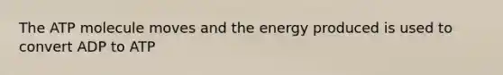 The ATP molecule moves and the energy produced is used to convert ADP to ATP