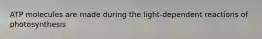 ATP molecules are made during the light-dependent reactions of photosynthesis