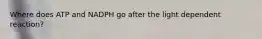 Where does ATP and NADPH go after the light dependent reaction?