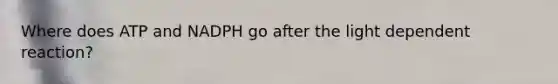 Where does ATP and NADPH go after the light dependent reaction?