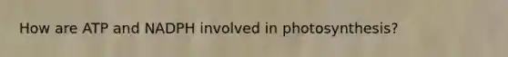 How are ATP and NADPH involved in photosynthesis?