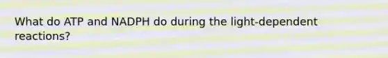 What do ATP and NADPH do during the light-dependent reactions?