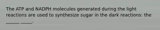 The ATP and NADPH molecules generated during the light reactions are used to synthesize sugar in the dark reactions: the ______ _____.