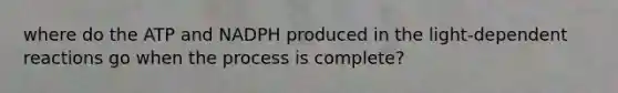 where do the ATP and NADPH produced in the light-dependent reactions go when the process is complete?