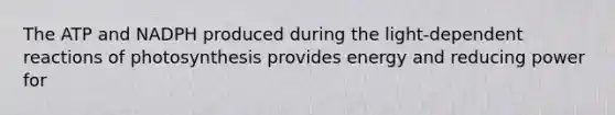 The ATP and NADPH produced during the light-dependent reactions of photosynthesis provides energy and reducing power for