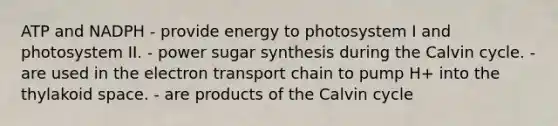 ATP and NADPH - provide energy to photosystem I and photosystem II. - power sugar synthesis during the Calvin cycle. - are used in the electron transport chain to pump H+ into the thylakoid space. - are products of the Calvin cycle