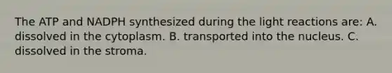 The ATP and NADPH synthesized during the light reactions are: A. dissolved in the cytoplasm. B. transported into the nucleus. C. dissolved in the stroma.