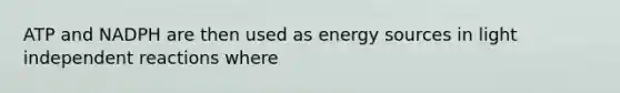 ATP and NADPH are then used as energy sources in light independent reactions where