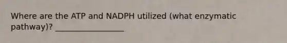 Where are the ATP and NADPH utilized (what enzymatic pathway)? _________________