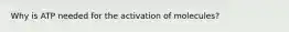 Why is ATP needed for the activation of molecules?