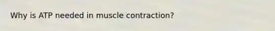 Why is ATP needed in muscle contraction?