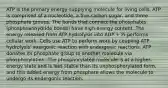 ATP is the primary energy-supplying molecule for living cells. ATP is comprised of a nucleotide, a five-carbon sugar, and three phosphate groups. The bonds that connect the phosphates (phosphoanhydride bonds) have high-energy content. The energy released from ATP hydrolysis into ADP + Pi performs cellular work. Cells use ATP to perform work by coupling ATP hydrolysis' exergonic reaction with endergonic reactions. ATP donates its phosphate group to another molecule via phosphorylation. The phosphorylated molecule is at a higher-energy state and is less stable than its unphosphorylated form, and this added energy from phosphate allows the molecule to undergo its endergonic reaction.