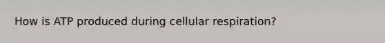 How is ATP produced during cellular respiration?