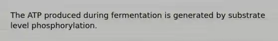 The ATP produced during fermentation is generated by substrate level phosphorylation.