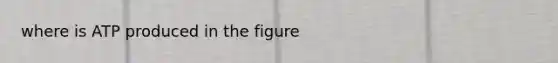 where is ATP produced in the figure