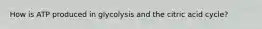 How is ATP produced in glycolysis and the citric acid cycle?