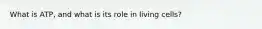 What is ATP, and what is its role in living cells?