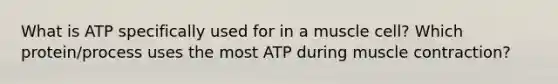 What is ATP specifically used for in a muscle cell? Which protein/process uses the most ATP during muscle contraction?