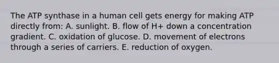 The ATP synthase in a human cell gets energy for making ATP directly from: A. sunlight. B. flow of H+ down a concentration gradient. C. oxidation of glucose. D. movement of electrons through a series of carriers. E. reduction of oxygen.