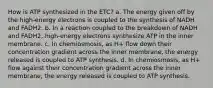 How is ATP synthesized in the ETC? a. The energy given off by the high-energy electrons is coupled to the synthesis of NADH and FADH2. b. In a reaction coupled to the breakdown of NADH and FADH2, high-energy electrons synthesize ATP in the inner membrane. c. In chemiosmosis, as H+ flow down their concentration gradient across the inner membrane, the energy released is coupled to ATP synthesis. d. In chemiosmosis, as H+ flow against their concentration gradient across the inner membrane, the energy released is coupled to ATP synthesis.