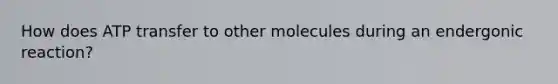 How does ATP transfer to other molecules during an endergonic reaction?