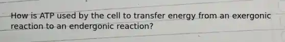 How is ATP used by the cell to transfer energy from an exergonic reaction to an endergonic reaction?