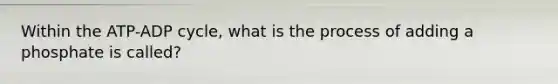 Within the ATP-ADP cycle, what is the process of adding a phosphate is called?