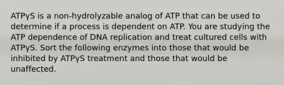 ATPγS is a non-hydrolyzable analog of ATP that can be used to determine if a process is dependent on ATP. You are studying the ATP dependence of DNA replication and treat cultured cells with ATPγS. Sort the following enzymes into those that would be inhibited by ATPγS treatment and those that would be unaffected.