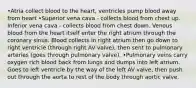 •Atria collect blood to the heart, ventricles pump blood away from heart •Superior vena cava - collects blood from chest up. Inferior vena cava - collects blood from chest down. Venous blood from the heart itself enter the right atrium through the coronary sinus. Blood collects in right atrium then go down to right ventricle (through right AV valve), then sent to pulmonary arteries (goes through pulmonary valve). •Pulmonary veins carry oxygen rich blood back from lungs and dumps into left atrium. Goes to left ventricle by the way of the left AV valve, then push out through the aorta to rest of the body through aortic valve.