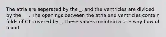 The atria are seperated by the _, and the ventricles are divided by the _ _. The openings between the atria and ventricles contain folds of CT covered by _; these valves maintain a one way flow of blood