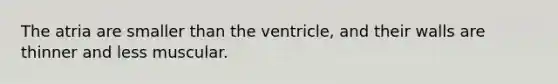 The atria are smaller than the ventricle, and their walls are thinner and less muscular.