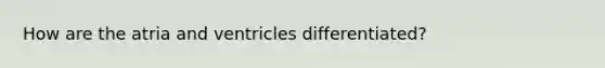 How are the atria and ventricles differentiated?