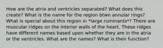 How are the atria and ventricles separated? What does this create? What is the name for the region btwn annular rings? What is special about this region in *large ruminants*? There are muscular ridges on the interior walls of the heart. These ridges have different names based upon whether they are in the atria or the ventricles. What are the names? What is their function?