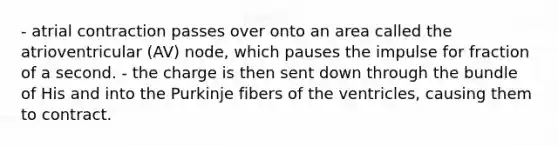 - atrial contraction passes over onto an area called the atrioventricular (AV) node, which pauses the impulse for fraction of a second. - the charge is then sent down through the bundle of His and into the Purkinje fibers of the ventricles, causing them to contract.